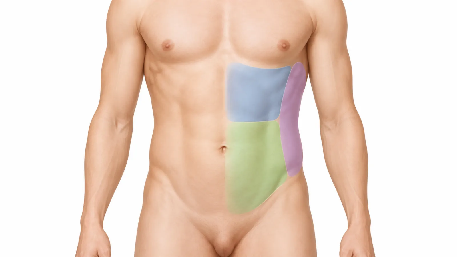 Ilustración del torso con las zonas abdominales alta, baja y lateral diferenciadas con colores suaves.
